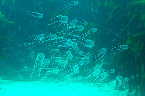 Несколько пляжей Пхукета под запретом из-за возможного нашествия медуз - Jellyfish warning for Phuket waters (photo thephuketnews.com)