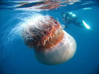 Средиземноморье борется с нашествием ядовитых медуз