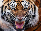 Международный день Тигра - Tiger