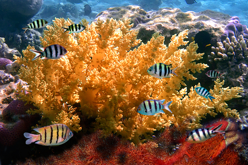 В Австралии начали эксплуатацию "умного" аквариума SeaSim - Photo of a coral colony