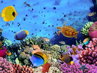 В Австралии начали эксплуатацию "умного" аквариума SeaSim - Photo of a coral colony