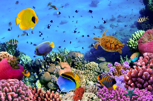 Карибский бассейн и Бермуды потеряли около 80% коралловых рифов - Caribbean coral reefs