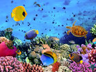 Карибский бассейн и Бермуды потеряли около 80% коралловых рифов - Caribbean coral reefs
