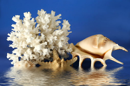Американский турист может получить срок в 12 лет за вывоз камней из Турции - Seashell seastar and coral