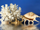 Американский турист может получить срок в 12 лет за вывоз камней из Турции - Seashell seastar and coral