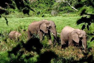 фото отеля Botlierskop Private Game Reserve
