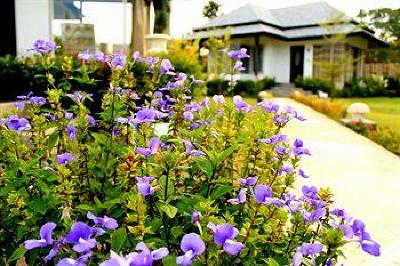 фото отеля Perennial Resort