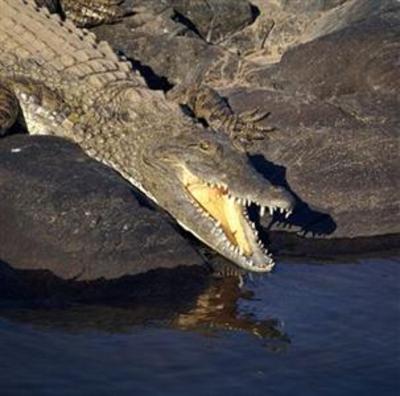 фото отеля Crocodile Kruger Safari Lodge