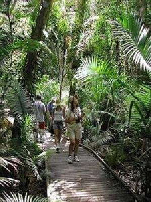 фото отеля Ferntree Rainforest Lodge