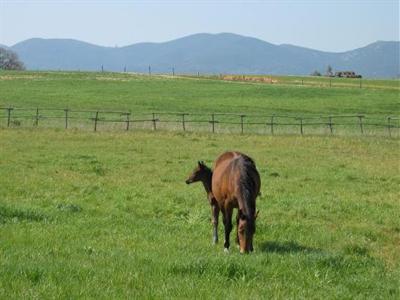 фото отеля Agriturismo Il Melograno di Banditella