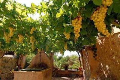 фото отеля Son Trobat Hotel Sant Llorenc des Cardassar