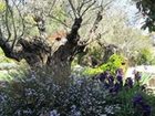 фото отеля Les Rosees