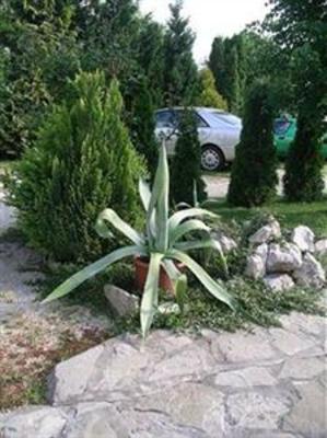 фото отеля Albergo Giardino Balatongyorok