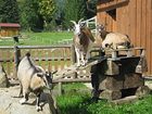 фото отеля Vorberghof