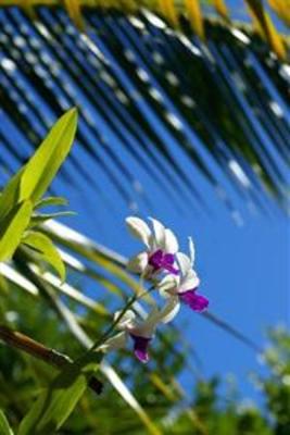 фото отеля The Blue Orchid Resort