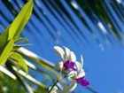 фото отеля The Blue Orchid Resort