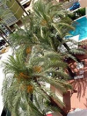 фото отеля Hotel el Palmeral