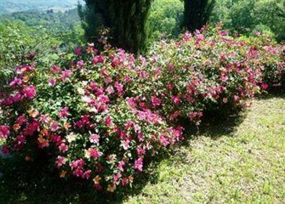 фото отеля IL Casello Country House Greve in Chianti