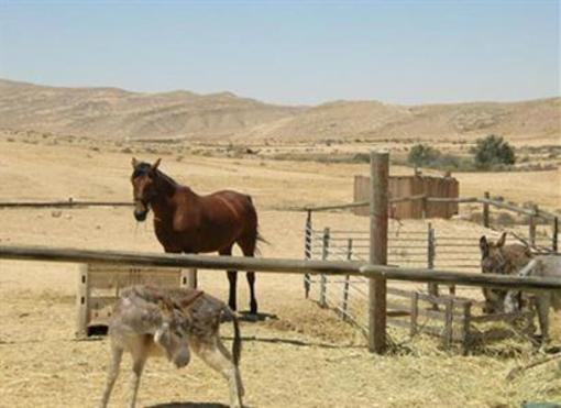 фото отеля Desert Olive Farm
