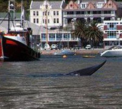 фото отеля Mariner Guest House Cape Town