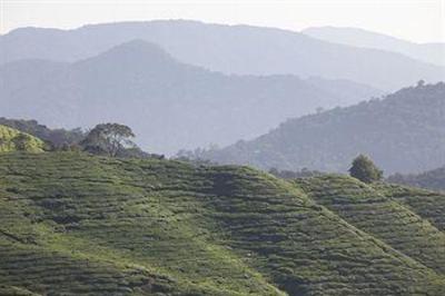 фото отеля The Lakehouse, Cameron Highlands