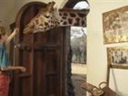 фото отеля Giraffe Manor Hotel Nairobi