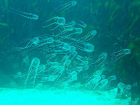 Несколько пляжей Пхукета под запретом из-за возможного нашествия медуз