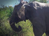 Слон разбил автомобиль туристов в Южной Африке