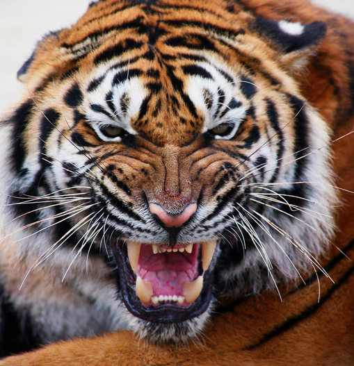 Девушка получила увечья после попытки поцеловать льва - Gorgeous Sumatran tiger