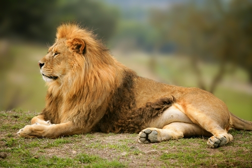 Девушка получила увечья после попытки поцеловать льва - Beautiful Lion wild male animal portrait