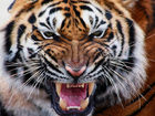 Девушка получила увечья после попытки поцеловать льва - Gorgeous Sumatran tiger