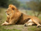 Девушка получила увечья после попытки поцеловать льва - Beautiful Lion wild male animal portrait