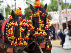 Сегодня стартовала Апрельская ярмарка в городе Севилья - Horses decked in the fair in Sevilla, Spain