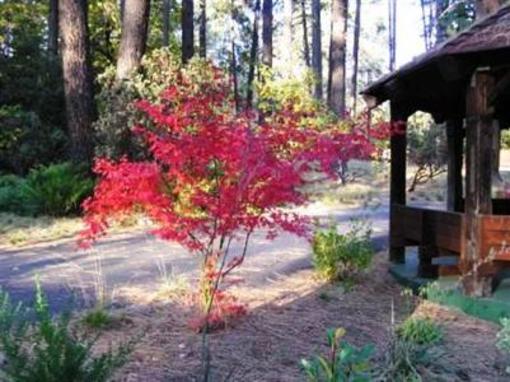 фото отеля Quiet Creek Inn Idyllwild