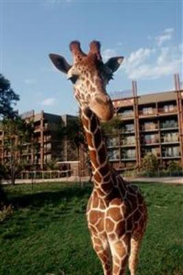 фото отеля Disney's Animal Kingdom Lodge
