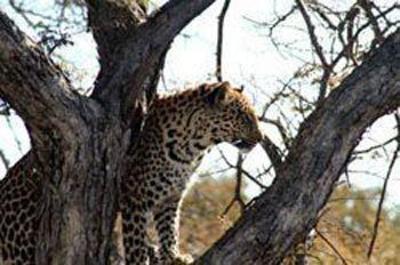 фото отеля Pilanesberg Private Lodge