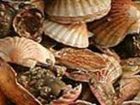 фото отеля Tidelines of Bicheno