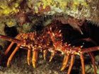 фото отеля Tidelines of Bicheno