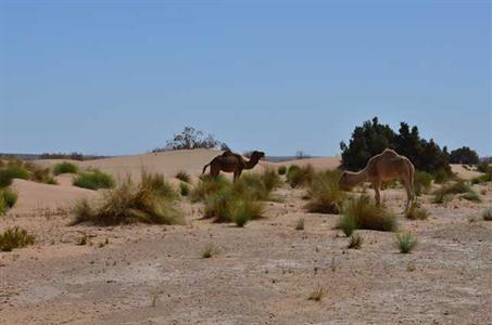 фото отеля Kasbah Erg Chebbi