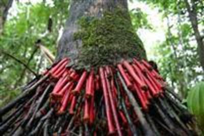фото отеля The Amazon Bed & Breakfast