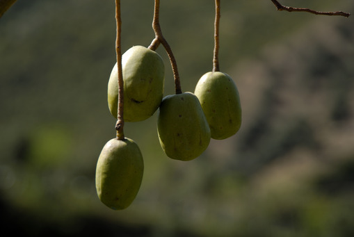 достопримечательность Botanical Park Of Crete - фото туристов